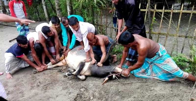 জেনেনিন কোরবানির পশু জবাইয়ের দোয়া ও নিয়ম