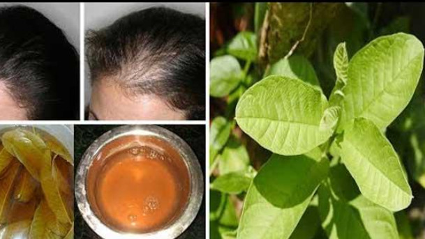 চুল পড়া রোধে পেয়ারা পাতার জাদুকরি গুণ
