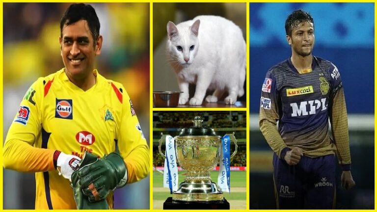 ব্রেকিং নিউজ : চেন্নাই কলকাতার ফাইনাল শুরুর আগেই চ্যাম্পিয়ন দলের নাম জানিয়ে দিলো জ্যোতিষী বিড়াল