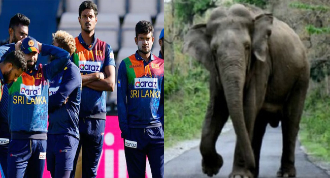 শ্রীলঙ্কায় স্টেডিয়াম আঙিনায় হাতির আক্রমণ, নিহত ২