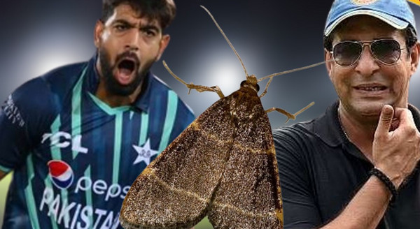 'শুনলাম তুমি মথ খেয়েছ, স্বাদ কেমন ছিল'