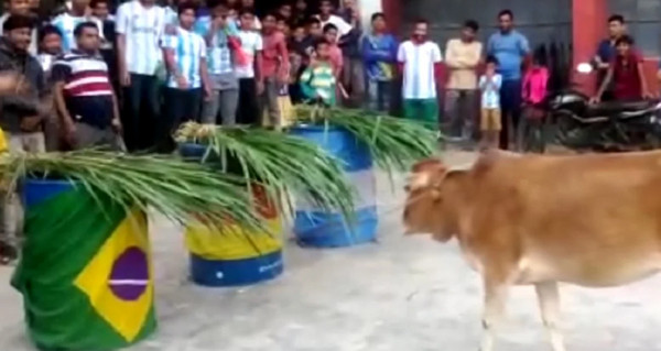 গরুর অবিশ্বাস্য ভবিষ্যৎ বাণীঃ বিশ্বকাপ জিতবে ব্রাজিল