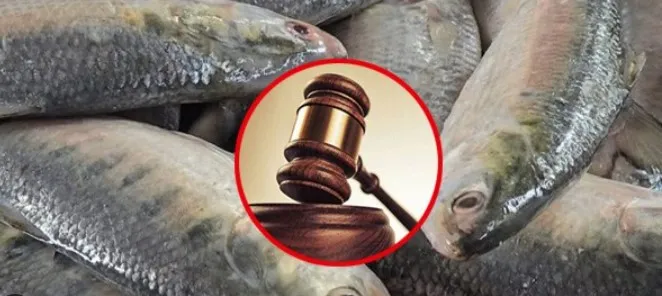 ভারতে ইলিশ রপ্তানি বন্ধ করতে হাইকোর্টে রিট, যা বলছে হাইকোর্ট
