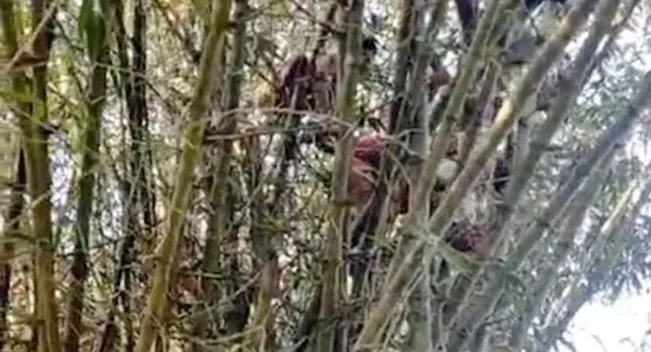 বাঁশঝাড়ের মাথায় উঠে চিৎকার করছিলেন গৃহবধূ,অতপর.....