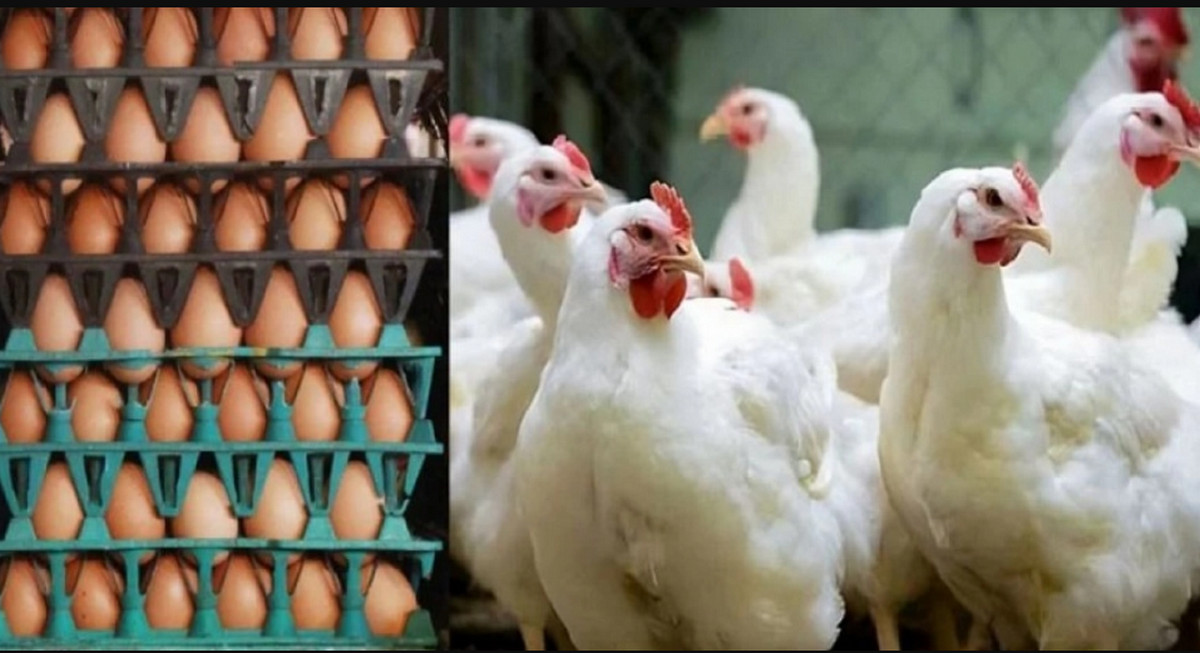 ব্যাপক হারে কমলো ব্রয়লার ও সোনালি মুরগির দাম