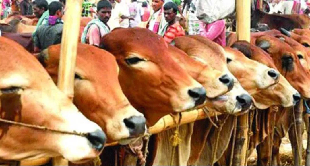 আসন্ন কোরবানির ঈদে গবাদি পশুর দাম কেমন থাকবে, যে আশঙ্কা