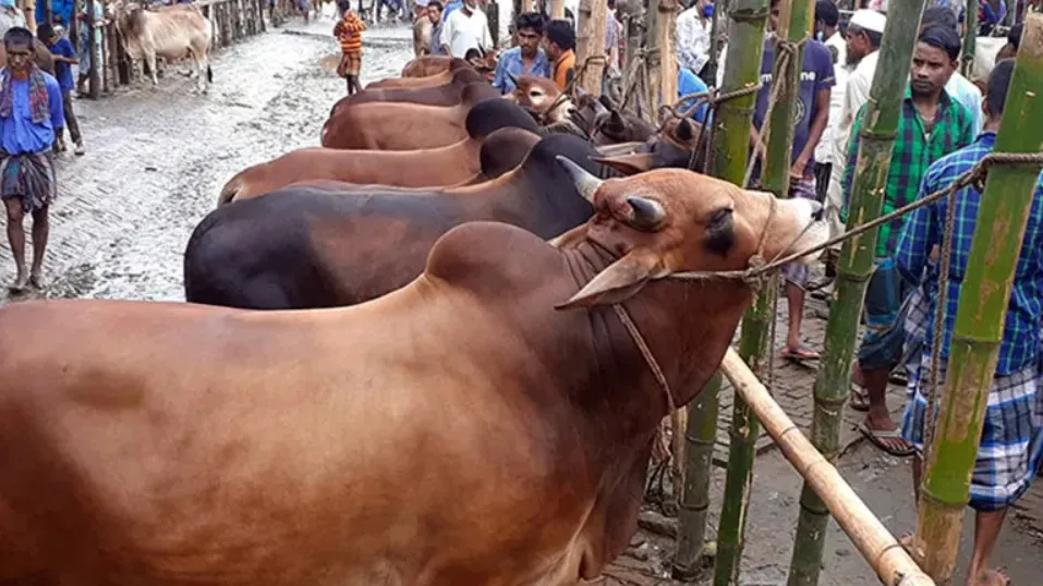 ২ ধরনের মানুষকে শরিক করলে কোরবানি হবে না