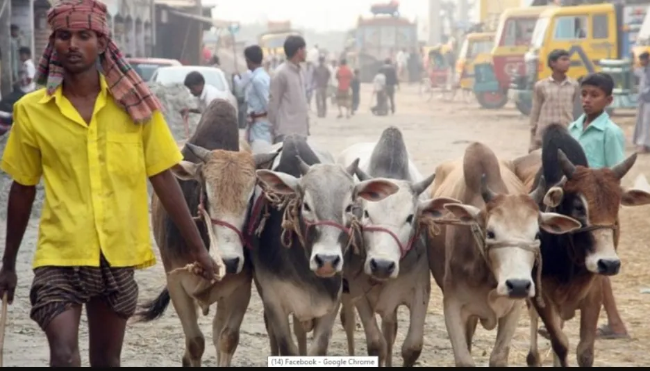 কার কার ওপর কোরবানি ওয়াজিব