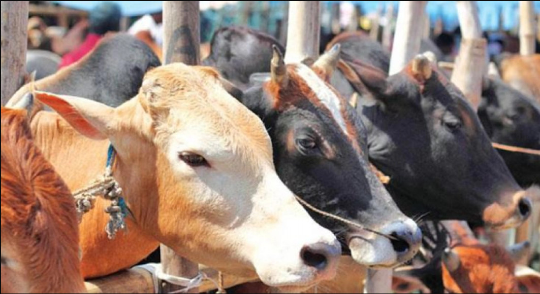 ১ লাখ ও ৯০ হাজার টাকা দামের গরু পাওয়া যাচ্ছে ৭০-৭৫ হাজার টাকায়