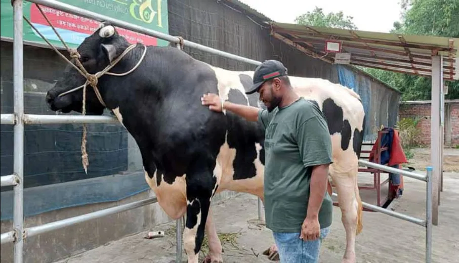 গরু তো নয় যেন ছোটখাটো একটি হাতি, বগুড়ায় খামারে ১১০০ কেজির লাক্সারি প্রাডো, জেনেনিন দাম