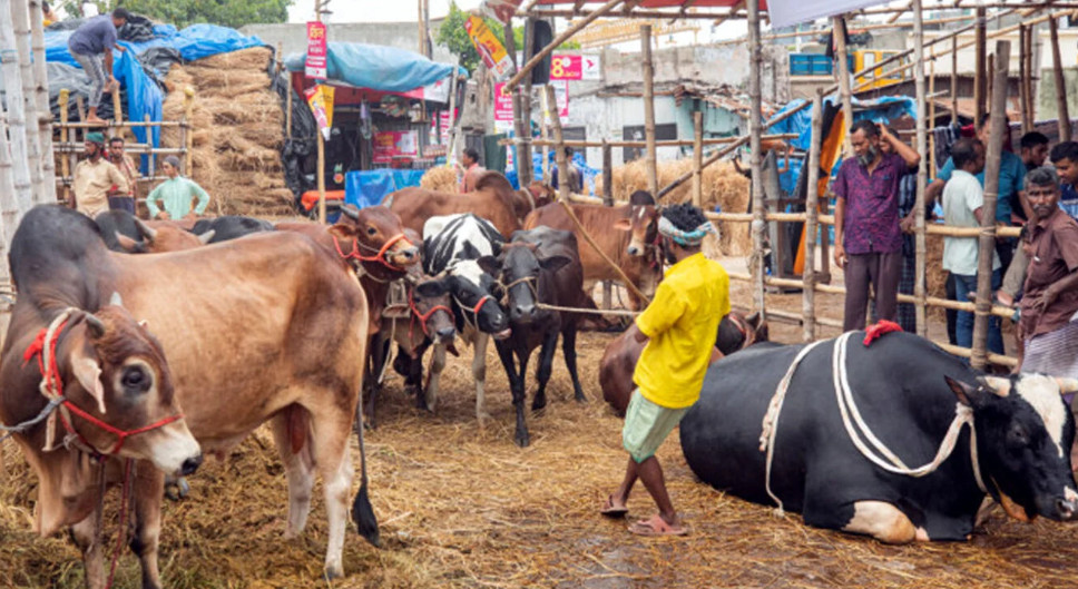 আসছে কোরবানির পশু, রাজধানীতে প্রস্তুত গাবতলী হাট