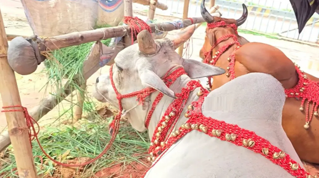 গাবতলির গরুর হাটে লায়লা-মামুন, দাম শুনলে চমকে যাবেন