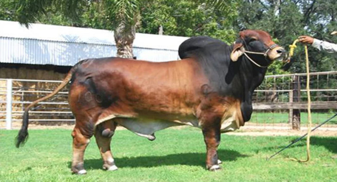 ইনজেকশন ও ঔষধ দিয়ে মোটাতাজা করা গরু চেনার উপায়