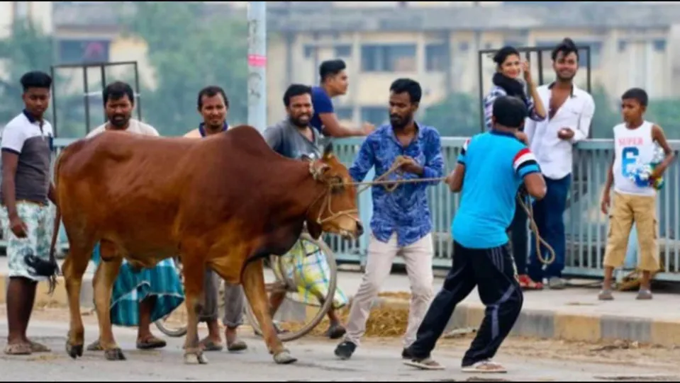 জেনেনিন কোরবানি কবুল হওয়ার শর্তগুলো