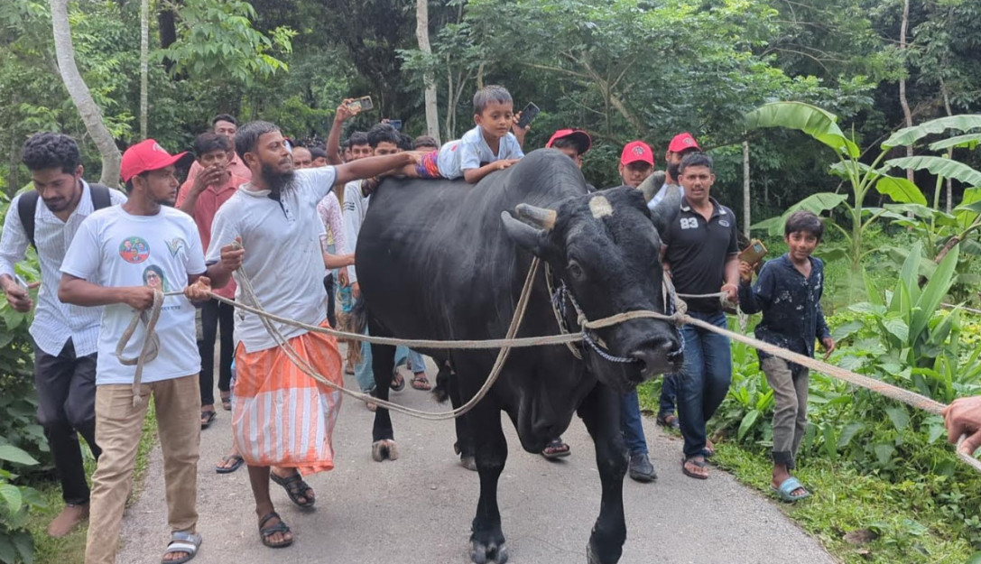 ৫ ফুট ৪ ইঞ্চি উচ্চতার বিশাল গরু নিয়ে খালেদা জিয়ার বাসভবনের পথে কৃষক সোহাগ