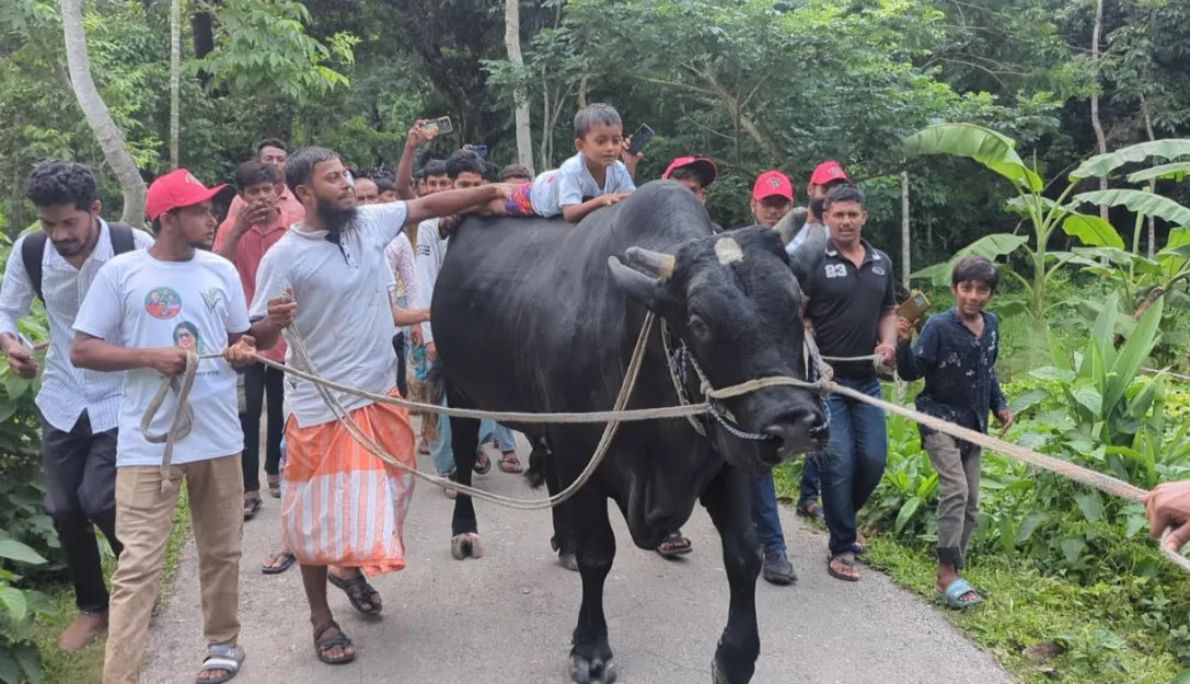 ৫ ফুট ৪ ইঞ্চি উচ্চতার বিশাল গরু নিয়ে খালেদা জিয়ার বাসভবনের পথে কৃষক সোহাগ