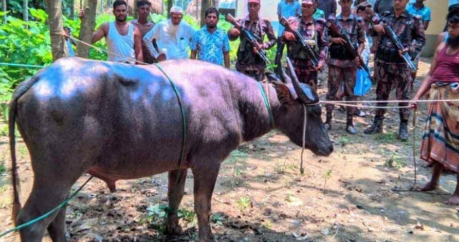দৌড়ে ভারতে ঢুকে পড়ে কোরবানির মহিষ, অতঃপর যা ঘটলো