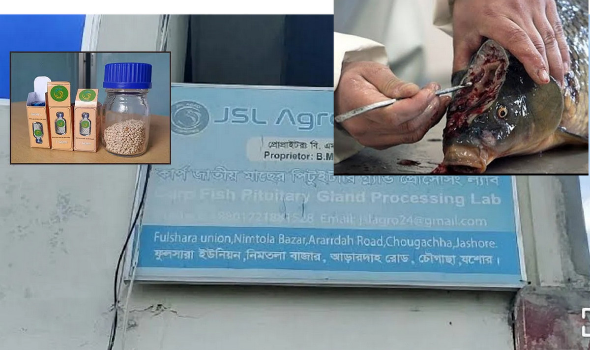 মাছের মাথায় সোনার খনি : যশোরে কোটি টাকার ব্যবসা
