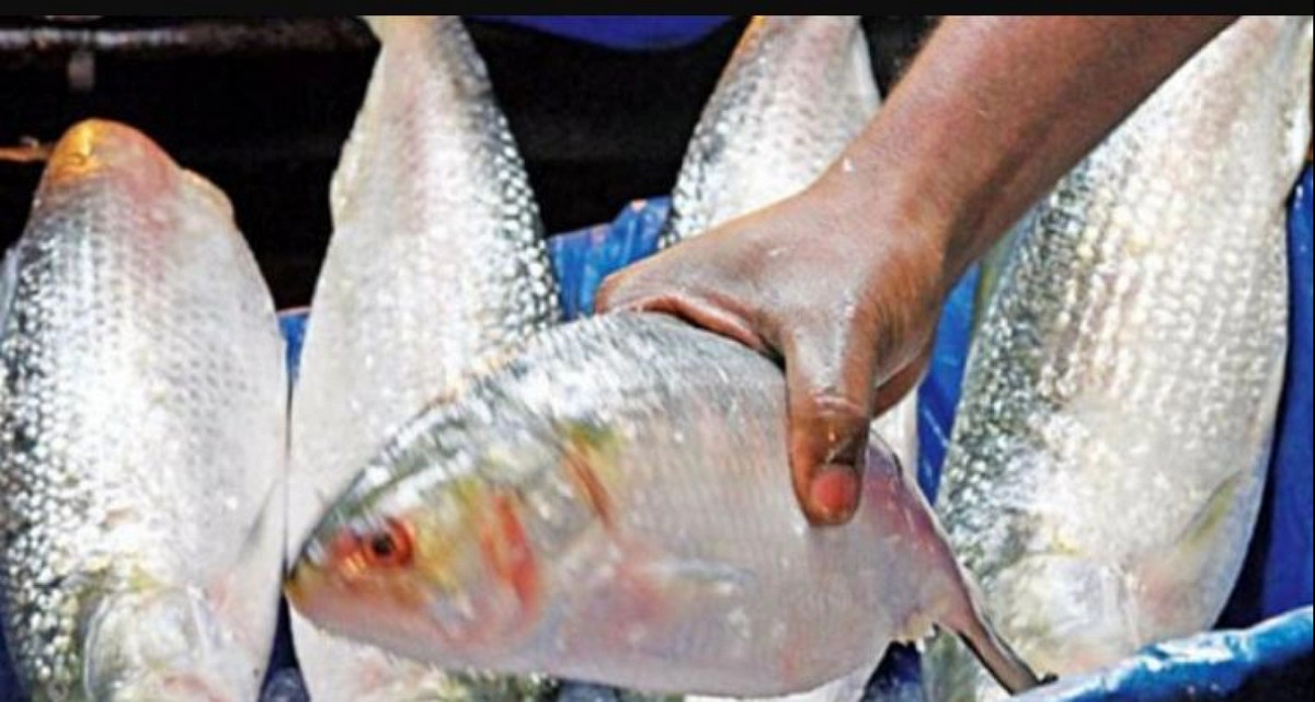বড় সাইজের ভালো মানের ইলিশ মাত্র ৪০০ টাকা কেজি