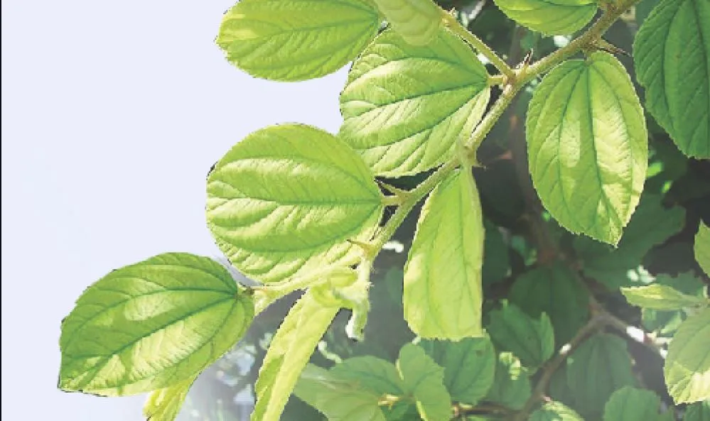 বরইপাতা দিয়ে মৃতকে গোসল করানো হয় কেন ,জানুন হাদিস ও বিজ্ঞান অনুযায়ী ব্যাখ্যা