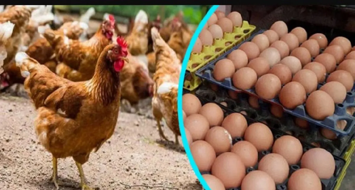 একলাফে কমে যত হলো ডিমের দাম