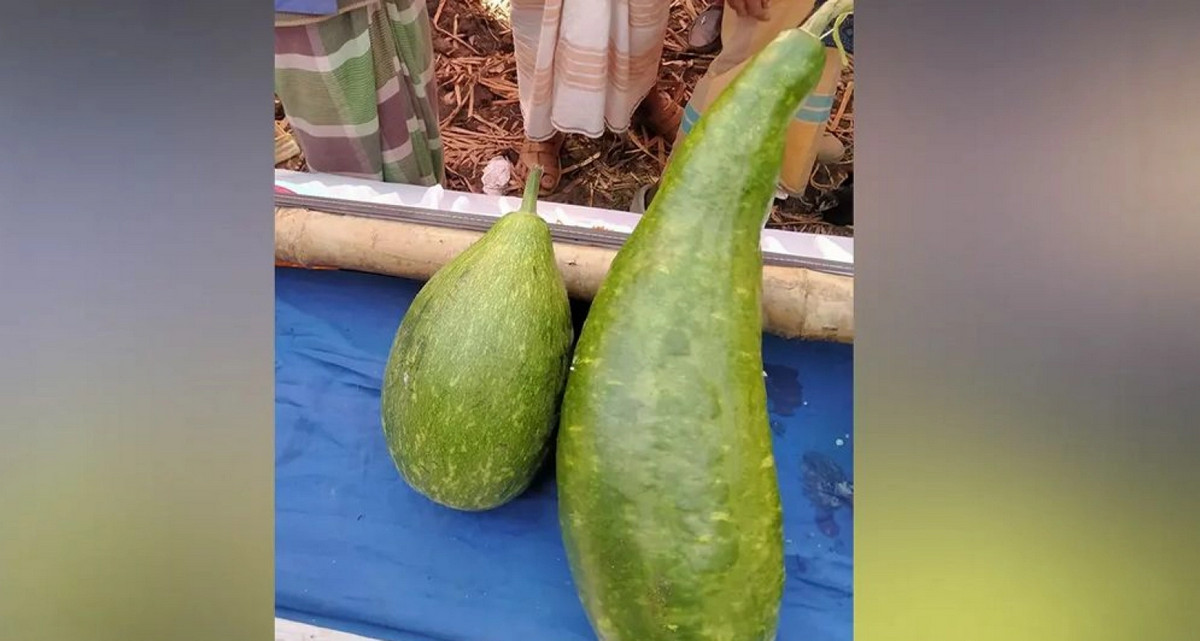 এক জোড়া লাউ বিক্রি হলো ১৮ হাজার টাকায়, কি আছে এই লাউয়ে