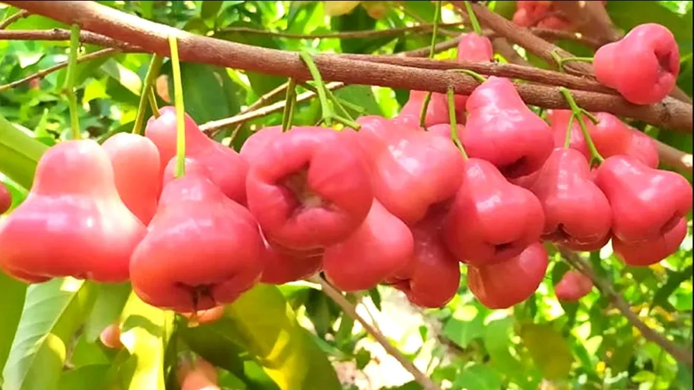গরমে জামরুল খেলে মিলবে যেসব স্বাস্থ্য উপকারিতা