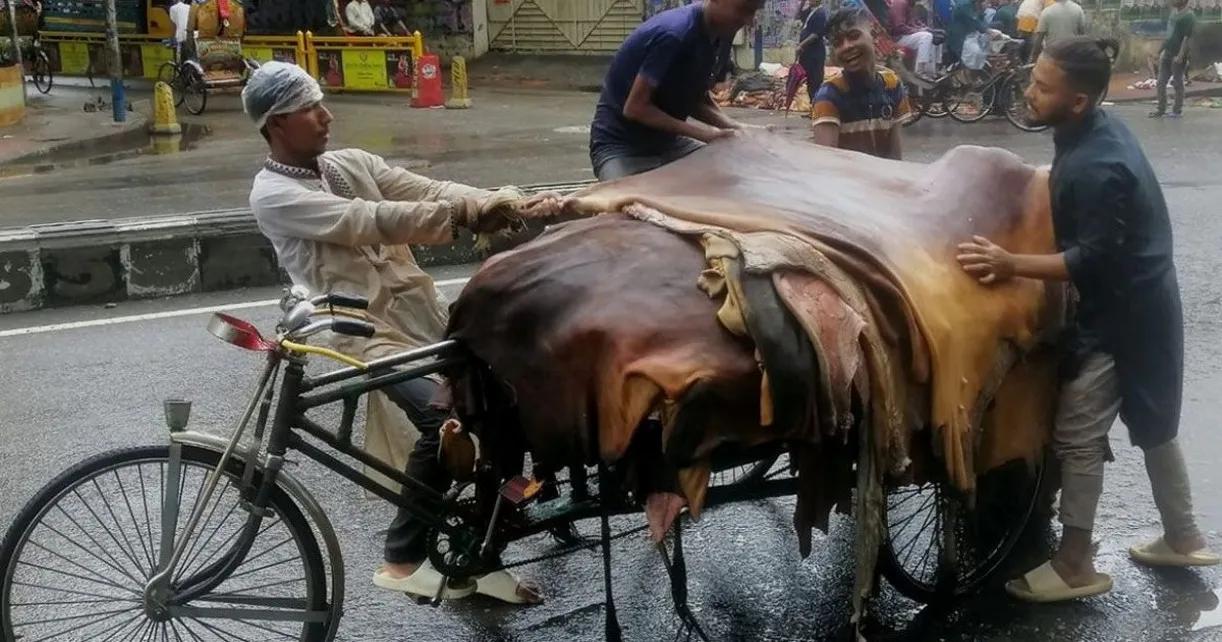 কোরবানির পশুর চামড়ার নতুন দাম ঘোষণা