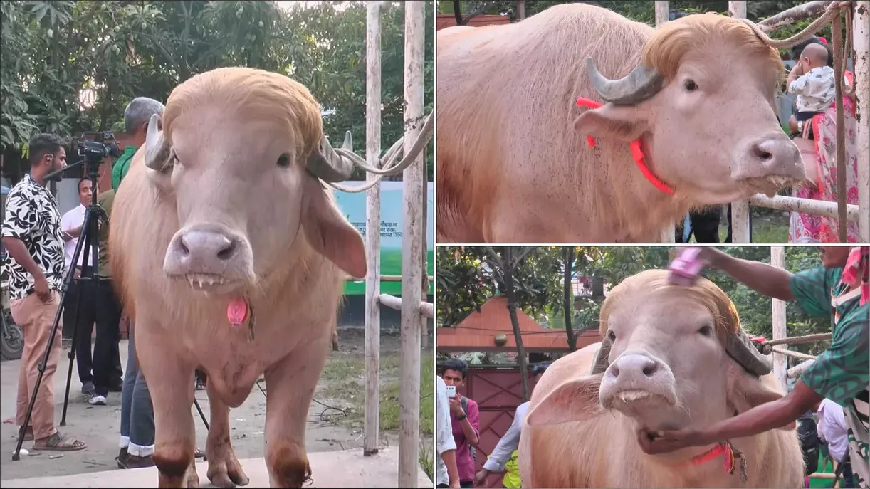 যত টাকায় বিক্রি হলো ভাইরাল মহিষ ‘ডোনাল্ড ট্রাম্প’
