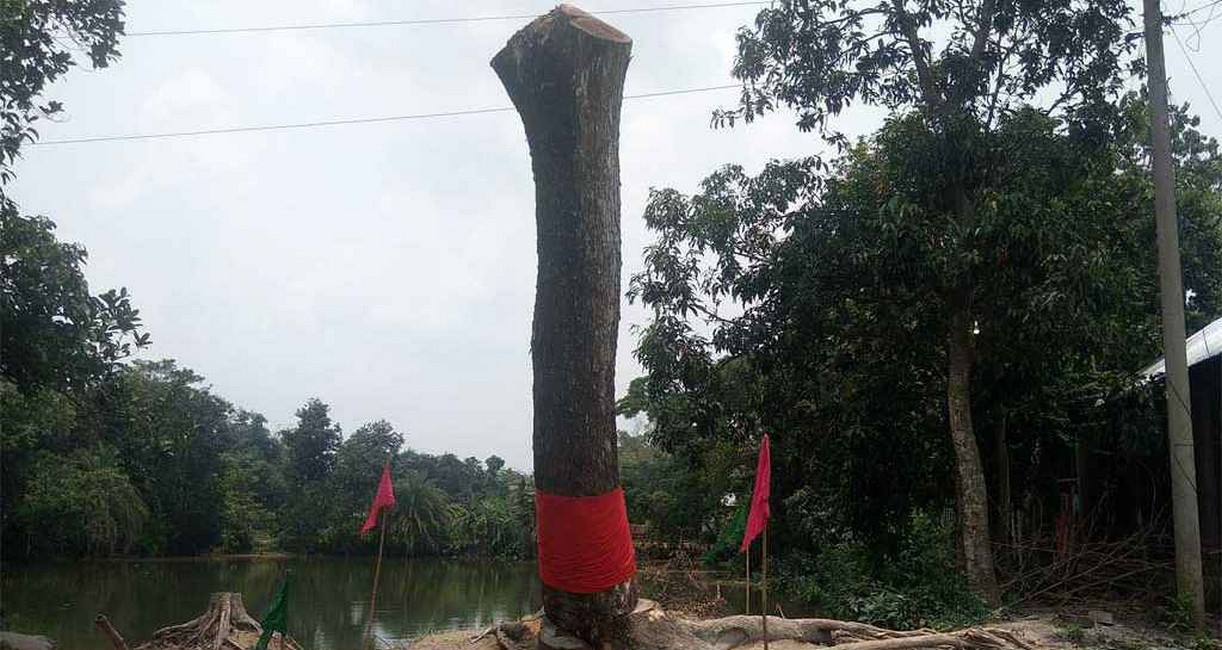 কেটে ফেলার পর ‘উঠে দাঁড়াল গাছ’, আগরবাতি-মোমবাতি নিয়ে মানুষের ভিড়