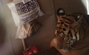 বন্যার কারনে বন ছেড়ে বাঘ খাটে, ছবি ভাইরাল