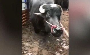 জবাই করার আগে প্রাণ ভিক্ষা চাইল মহিষ, তোলপাড় নেটদুনিয়া ভিডিওসহ