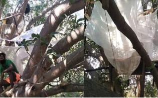 হোম নেই ‘গাছ কোয়ারেন্টাইনে’ ৭ যুবক