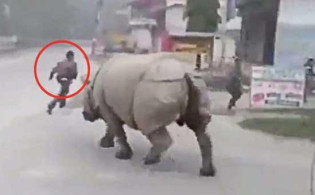 লকডাউনে রাস্তায় ঘুরছে গণ্ডার, মানুষ দেখেই তাড়া ভিডিওসহ