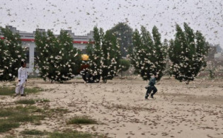 তিন স্থানে পঙ্গপালের হামলা, ঝুঁকিতে পুরো এলাকা