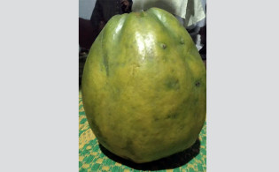 পেঁপেটির মূল্য ১ লাখ ৬৯ হাজার টাকা,এমন কি আছে পেঁপেটিতে
