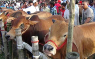 কোরবানি উপলক্ষে রাজধানী গরুর হাট নিয়ে নতুন বার্তা