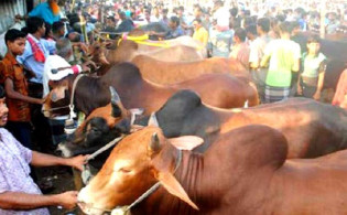 ৩১ জুলাই ঈদ, রাজধানীর শুধুমাত্র এই জায়গায় বসবে এবার পশুর হাট