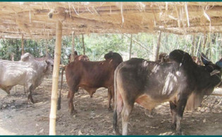 ভারতে কৃষকদের জন্য সুখবর, গোবর কিনবে সরকার
