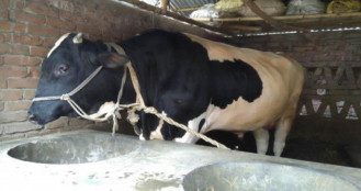 হাটে আসছে ‘মেসি’জানানো হলো গরুটির ওজন