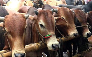 কোরবানি নিয়ে পাওয়া গেলো অনেক বড় দু:সংবাদ