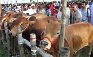 রাজধানীসহ ৪টি জেলায় পশুর হাট না বসানোর প্রস্তাব