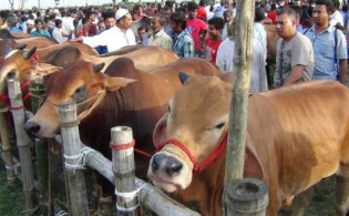 ঈদুল আযহায় কোরবানি বন্ধের আবেদন ভারতের হাইকোর্টে