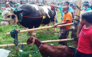 ৩০ মন ওজনের ‘বাংলার টাইগার’এর সাথে ছাগল ফ্রি থাকলেও বিক্রি না হওয়ার কারন