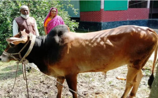 গত ১১ বছর ধরে প্রধানমন্ত্রী শেখ হাসিনার নামে কোরবানি দিচ্ছেন জাবেদ আলী