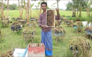বিদেশ ফেরত মোক্তার এখন মৌমাছি চাষে সফল