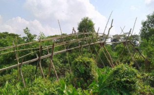 ১৩টি বাঁশের সাঁকোকে ব্রিজ দেখিয়ে টেন্ডার
