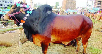 জানা অত্যান্ত জরুরি: পশুর যেসব ত্রুটি থাকলে কোরবানি হবে না