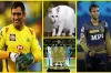 ব্রেকিং নিউজ : চেন্নাই কলকাতার ফাইনাল শুরুর আগেই চ্যাম্পিয়ন দলের নাম জানিয়ে দিলো জ্যোতিষী বিড়াল