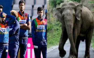 শ্রীলঙ্কায় স্টেডিয়াম আঙিনায় হাতির আক্রমণ, নিহত ২